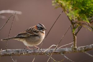 バリ島でのドルフィンウォッチングの体験談はどんなもの？