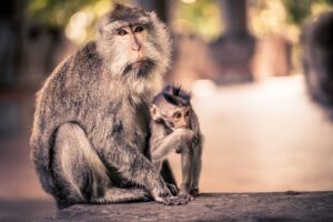 バリ島でのラフティングをウブド体験として楽しむ方法は？