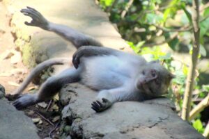 バリ島ウブドでおすすめのスパリラックス体験は？