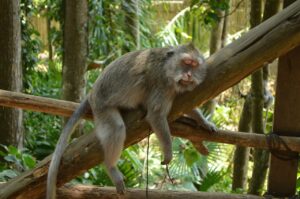 バリ島ウブド市場での買い物体験はどんな魅力があるの？