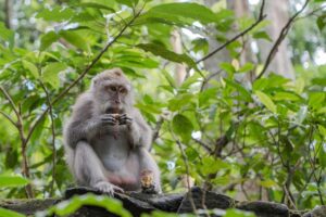 バリ島ウブドのカフェでの素敵な体験記とは？