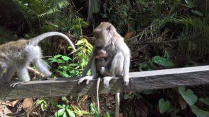 バリ島ウブドの観光体験記でおすすめのスポットは？