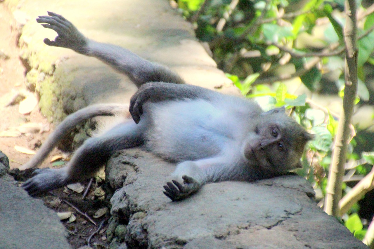 バリ島ウブド観光の体験記を通じて知る魅力とは？