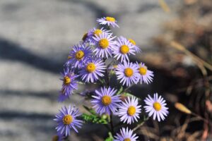 バリ島で体験するよもぎ蒸しスパの魅力とは？