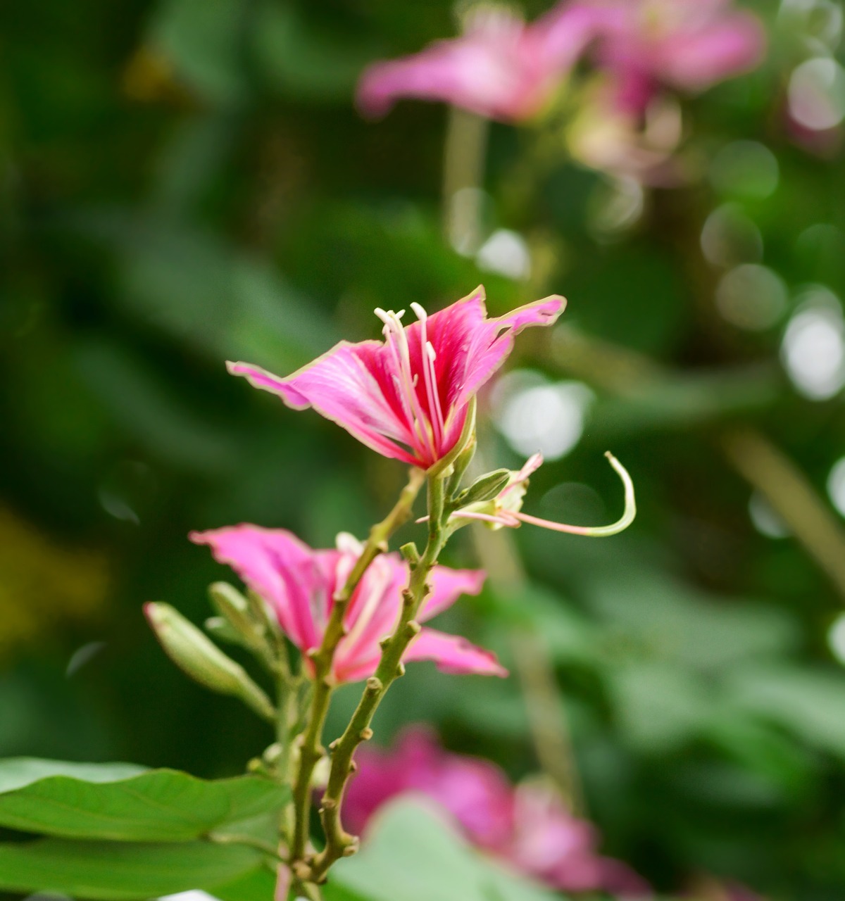 バリ島で楽しむジンバランのスパおすすめは？