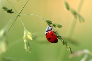 ウブドでのリトリート体験はどんなものがあるの？