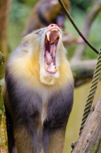 バリ島のシャーマンとはどんな存在で、どのような役割を果たしているのか？