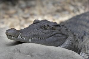 バリ島リトリートの危険とは？