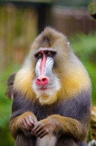 バリ島のマントラを活用するメリットとは？