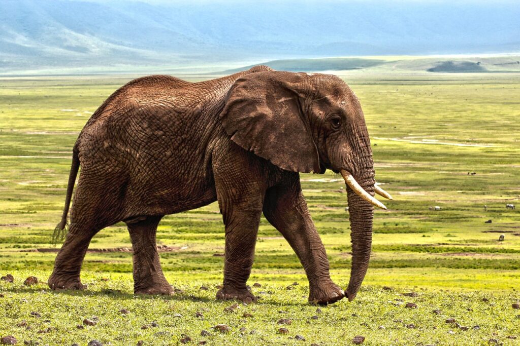 バリ島のヨガラジャでの予約方法は？