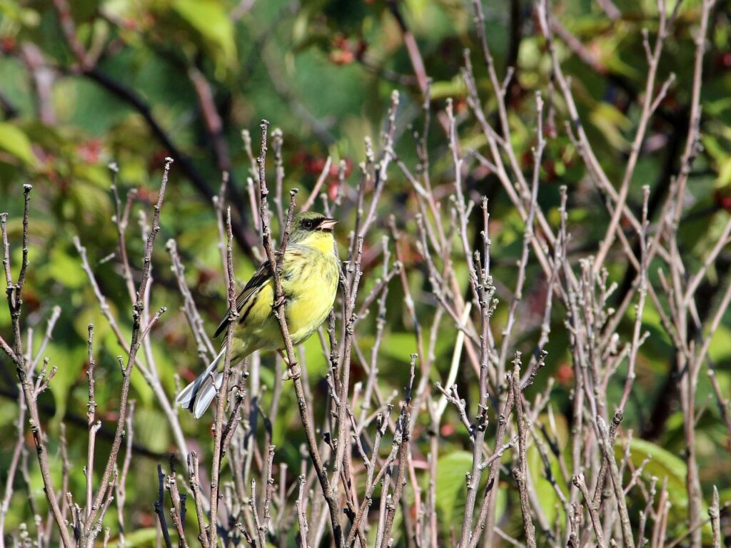 バリ島の野鳥のさえずりで瞑想する効果とは？